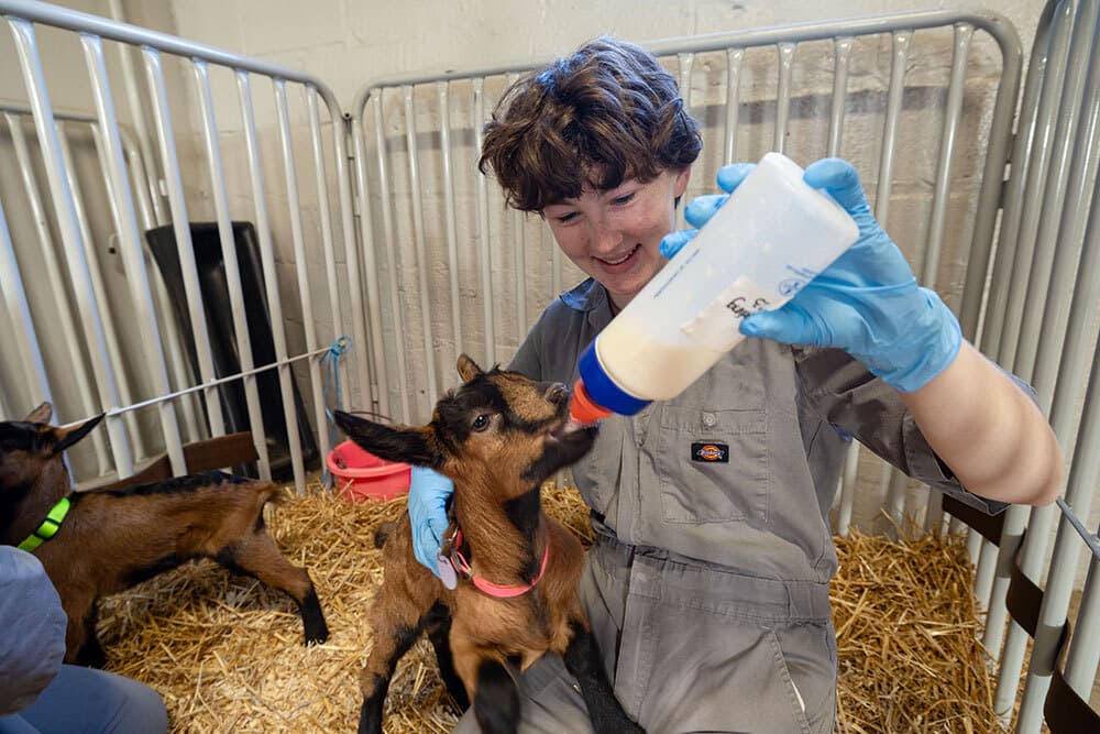 A student holds a baby goat and feeds it a bottle of milk in a pen with hay