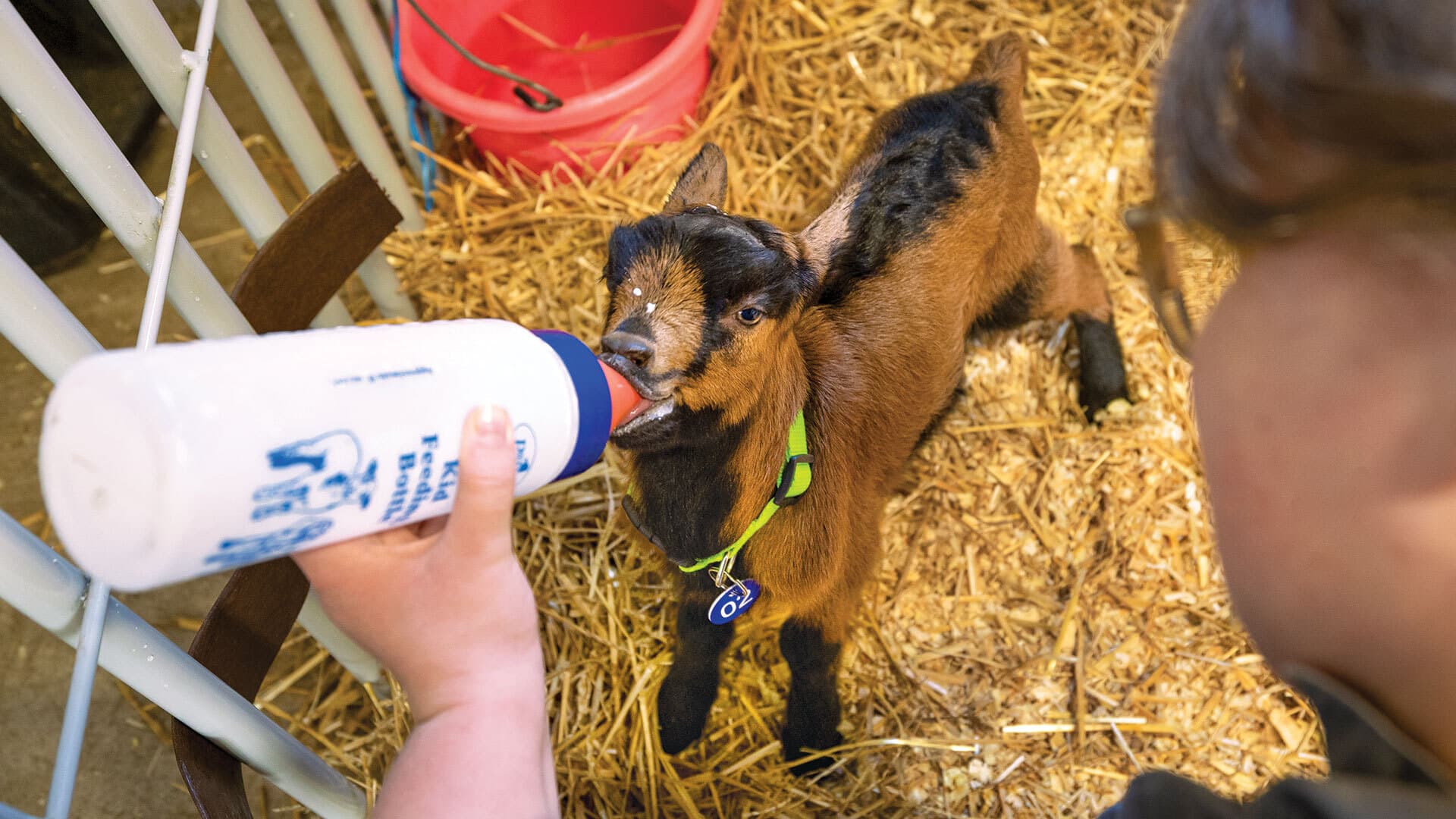 baby goat drinks from a bottle