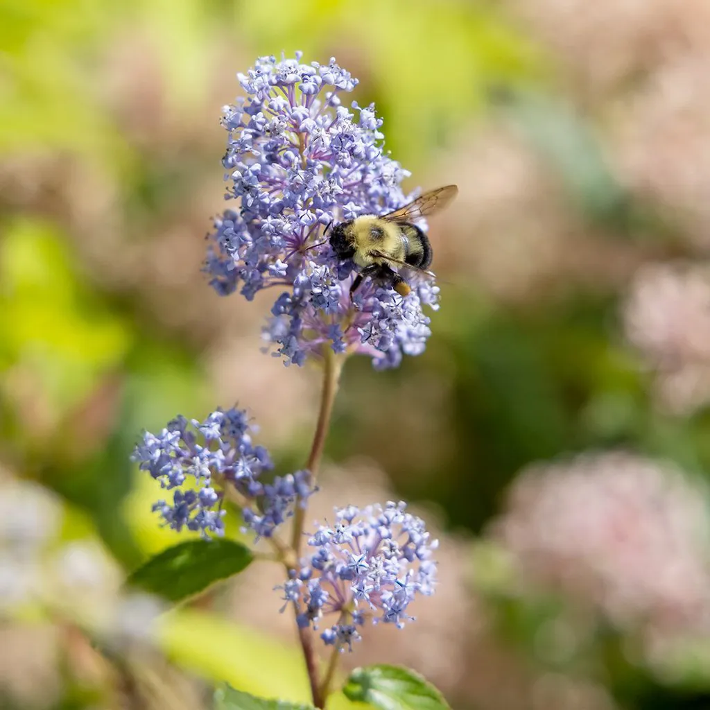 bee on flower
