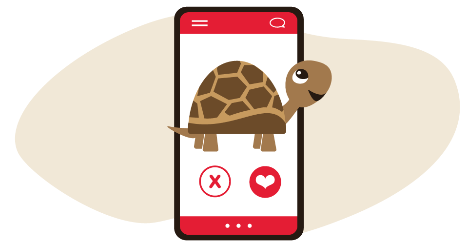 Dating Turtle 960x500