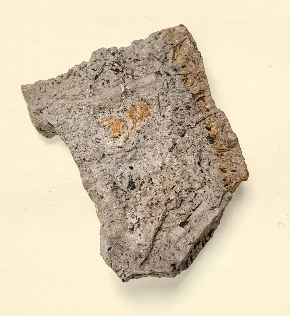 Potomacapnos apeleutheron