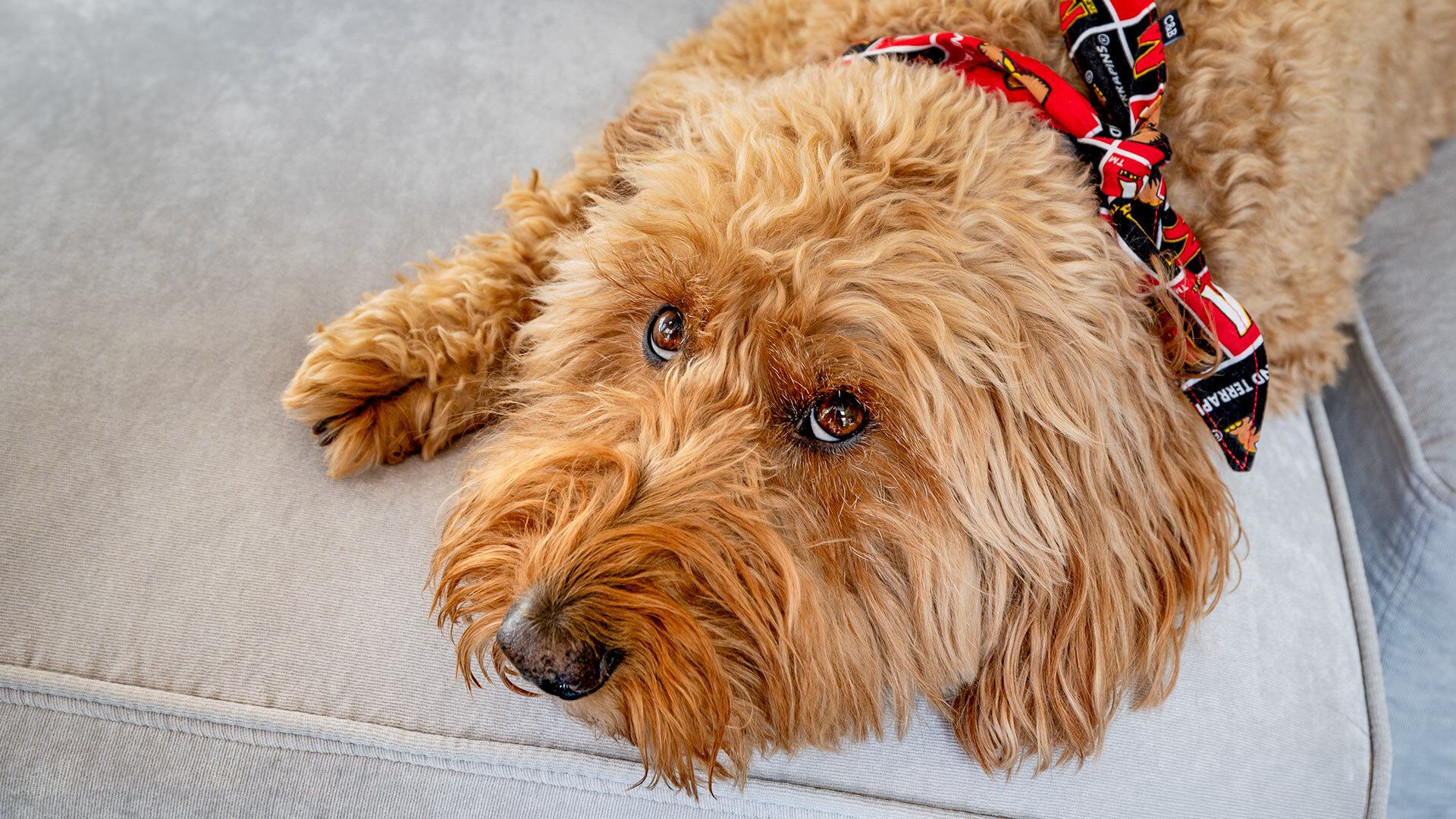 goldendoodle with UMD bandana