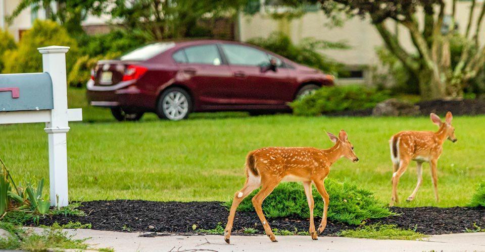 two baby deer near mailbox