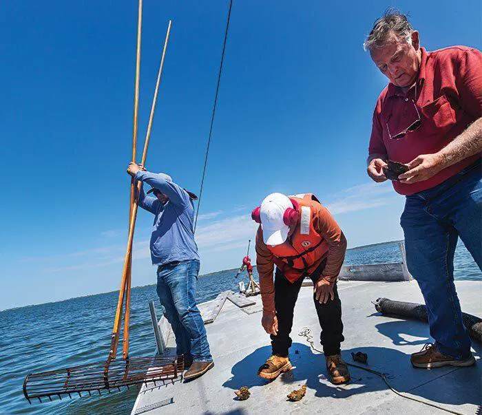 Oystermen use tongs