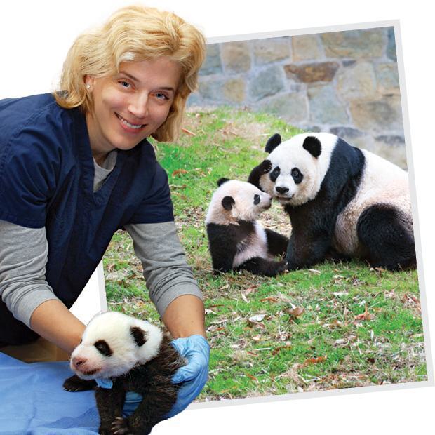 A woman holds a baby panda; a baby panda and mom play together