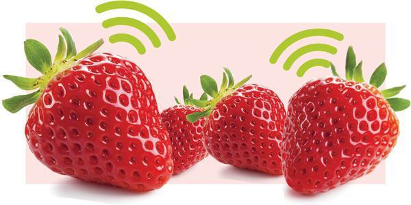 TERPS15 Strawberries2
