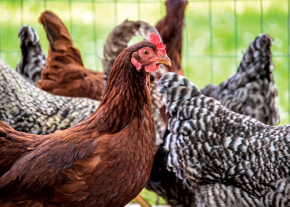 chickens