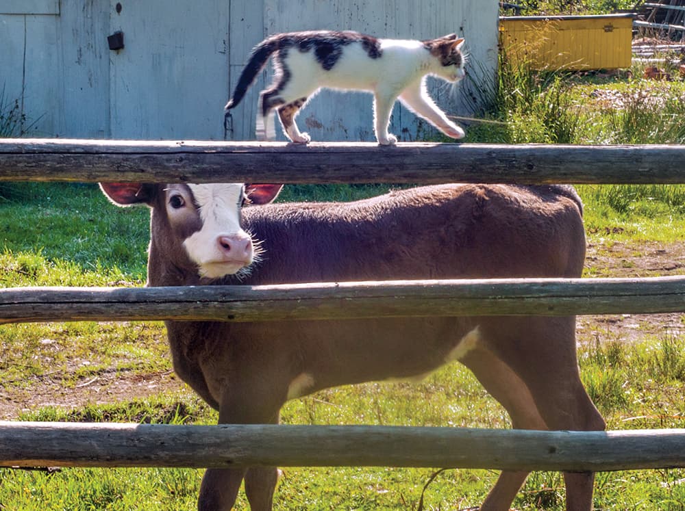 cow and cat in barnyard