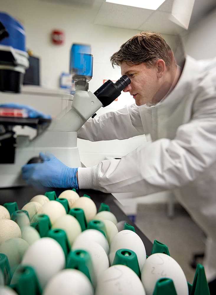 researcher looks into microscope