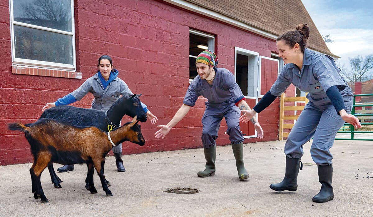 three students corral two goats