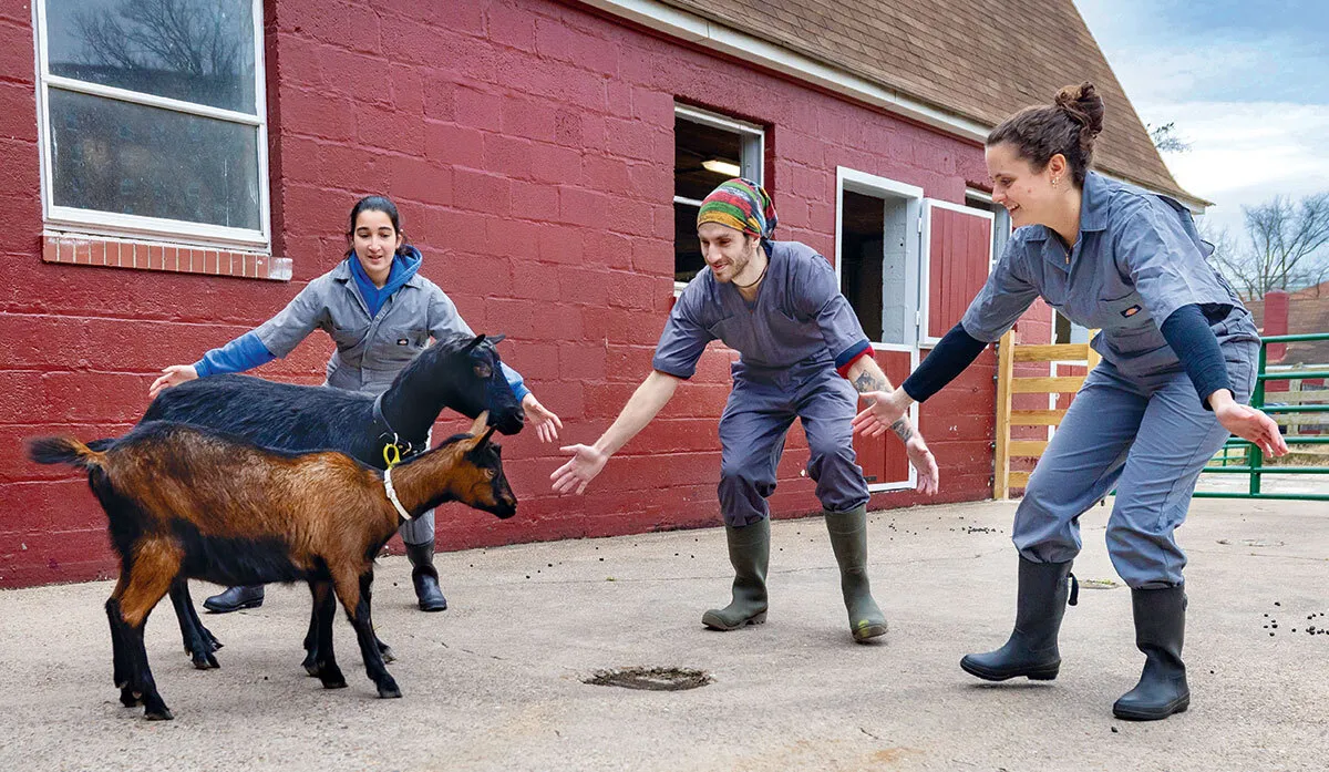 three students corral two goats