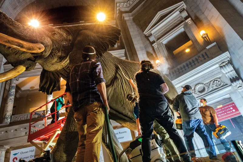Smithsonian staffers and contractors clean the taxidermied African bush elephant
