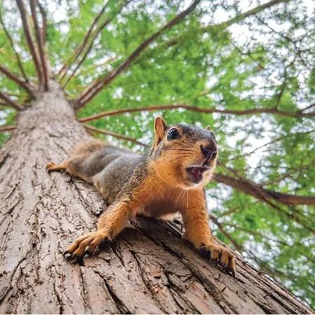 squirrel on tree