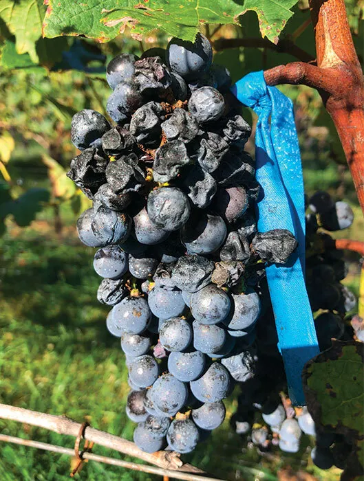 rotting grapes