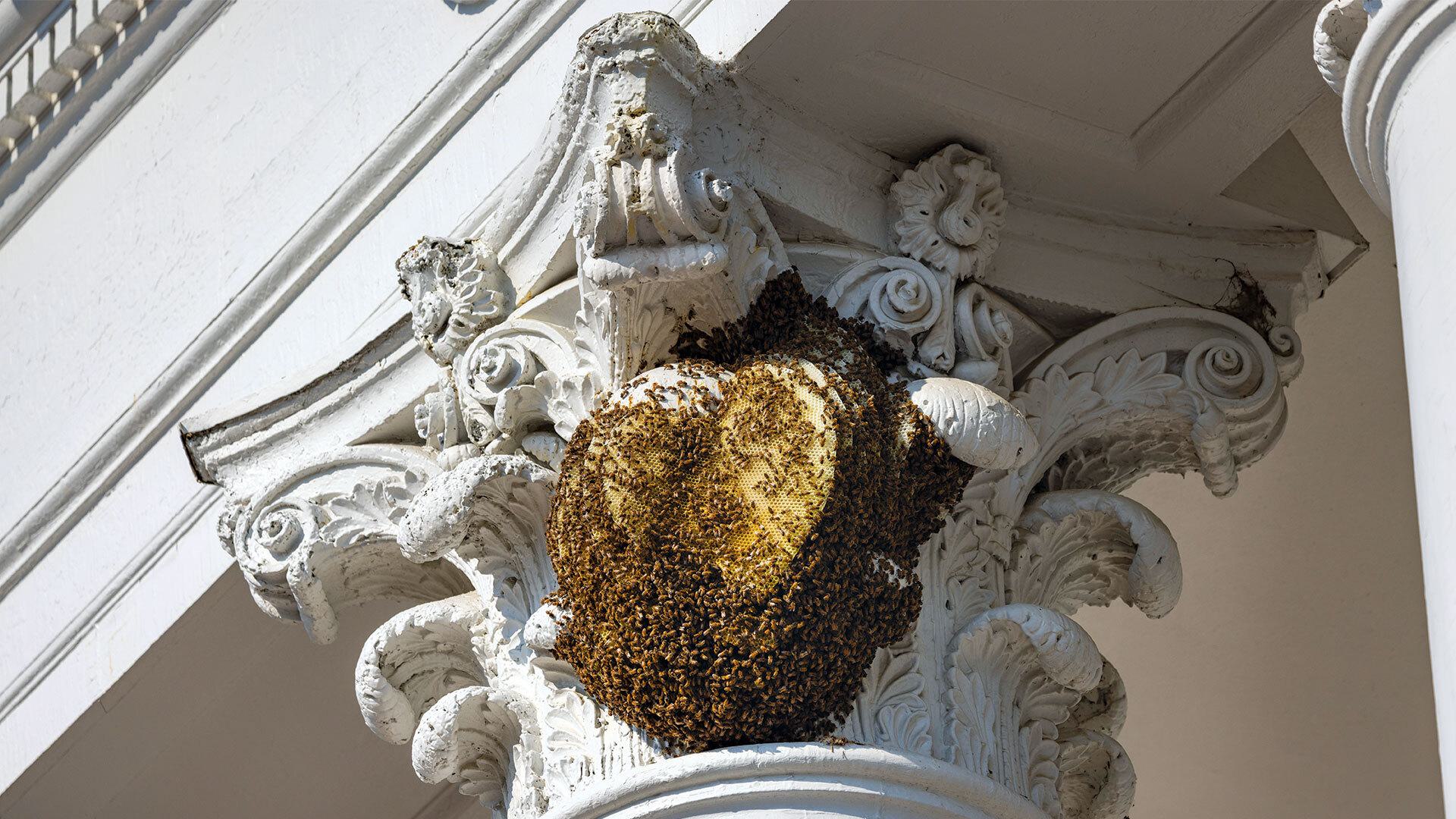 bees swarm column