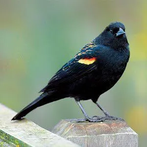 bird
