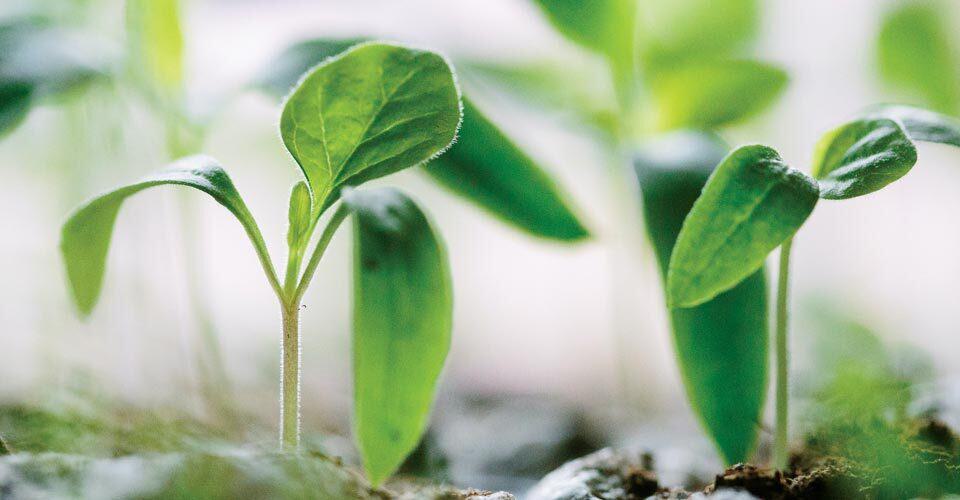 green leaves